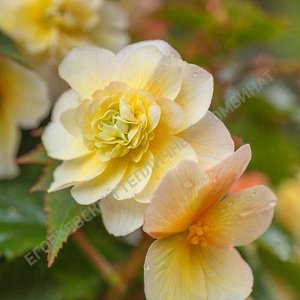 Бегония Sweetspice Yellow