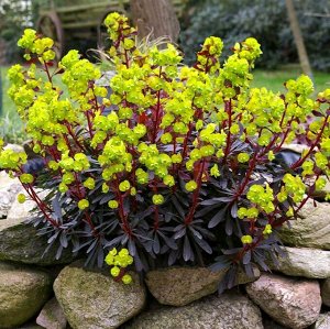 Молочай (Euphorbia) Purpurea