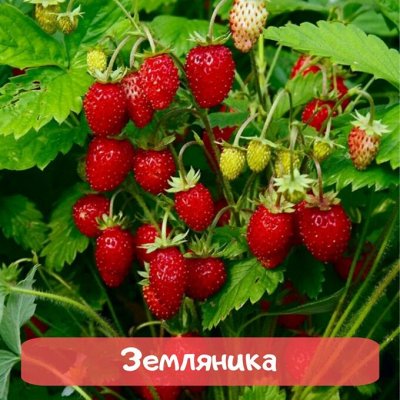 Самая низкая цена на сайте на семена от ТМ Семена Алтая