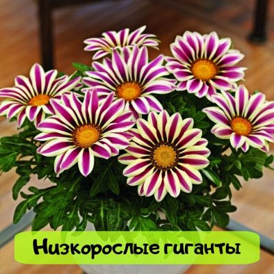 Самая низкая цена на сайте на семена от ТМ Семена Алтая
