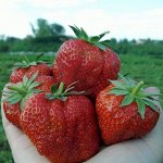 Фриго Россия — цена подарок! Цена за 10 штук