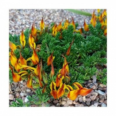 Вегетативка Весна 26! Лучшие сорта растений