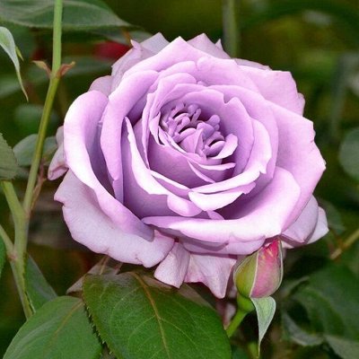 Сам себе садовод Предзаказ розы 2026