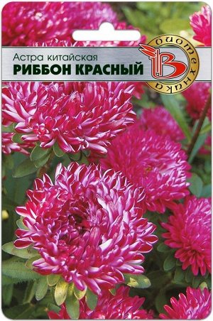 Астра китайская Риббон Красный (Рэд)
