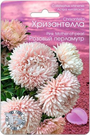 Астра китайская Хризантелла Розовый Перламутр 30шт Биотехника