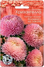 Астра китайская Хризантелла Фламинго на закате 30 шт.