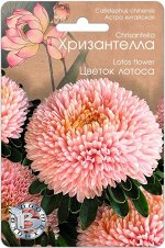 Астра китайская Хризантелла Цветок Лотоса 30 шт.Профессиональная серия для срезки