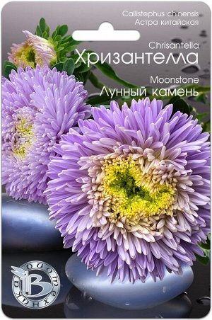 Астра китайская Хризантелла Лунный Камень 30шт Биотехника