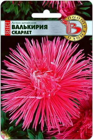 Астра китайская Валькирия Скарлет 30шт Биотехника