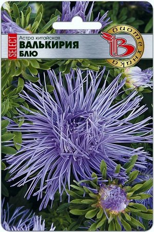 Астра китайская Валькирия SELECT Блю