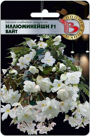 Бегония клубневая ампельная Иллюминейшн F1 Вайт