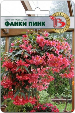 Бегония гибридная Фанки Пинк (каскадная)