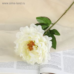 Цветы искусственные «Пион бархатный», 15×55 см, белые