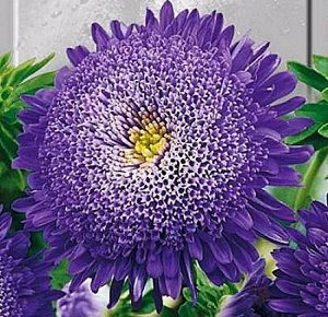 Астра Вероника 20шт