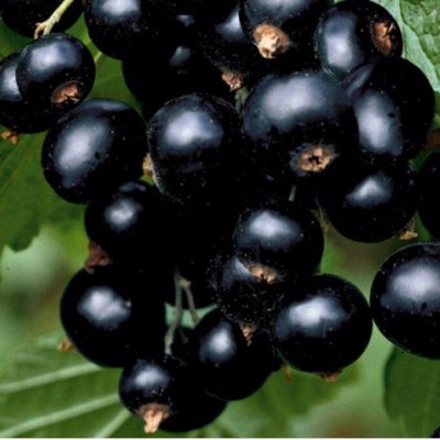 СИБИРСКИЙ САД! Саженцы, предзаказ 50