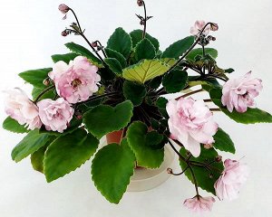 Фиалка Крупные сильно махровые с удлинёнными лепестками  нежно-розовые звёзды, кончики лепестков  тёмно-розовые. Тёмно-зелёная, заострённая листва. Полуминиатюрный кустовой трейлер.