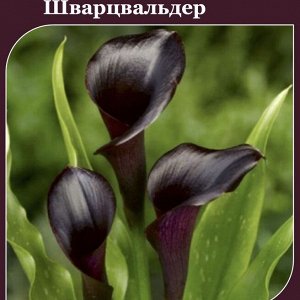 Калла Schwarzwalder