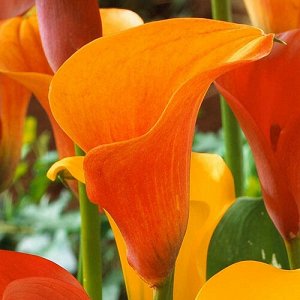 Калла Orange