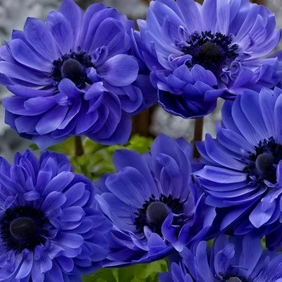 Шоу боксы! Элегантные Анемоны! Предзаказ 2026