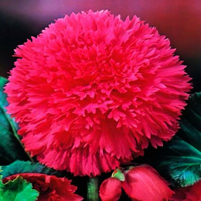 Все виды бегоний! Предзаказ 2026