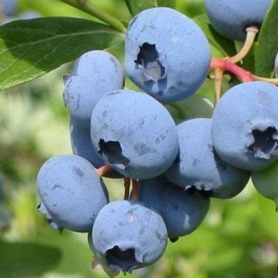 Сам себе садовод Предзаказ Декоративные и плодовые Поиск