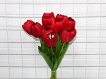 Тюльпан одиночный