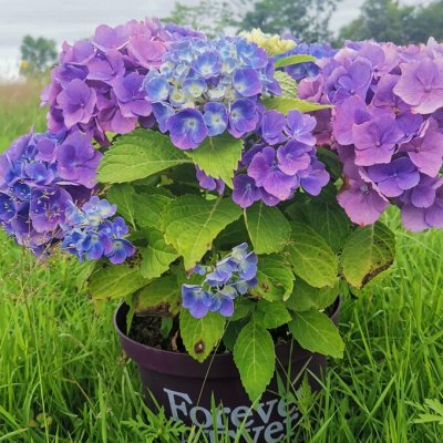 Гортензия крупнолистовая Colorline 2026