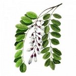 Акация, цветки, 50 гр