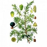 Можжевельник, плоды, 50 гр