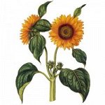 Подсолнуха корни, 50 гр