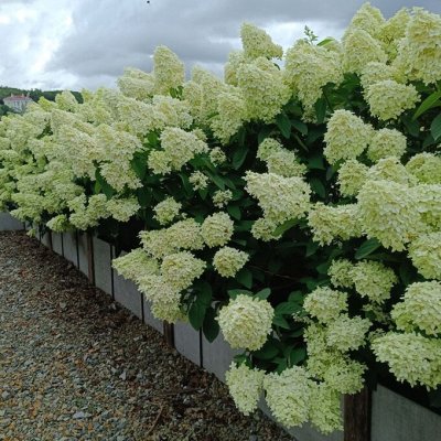 Гортензия метельчатая Colorline 2026