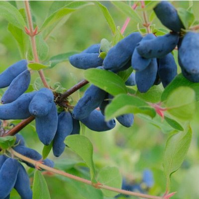 Жимолость Бакчарская предзаказ 2026