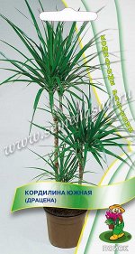 Кордилина южная (драцена) (ЦВ) (&quot;К) 5шт