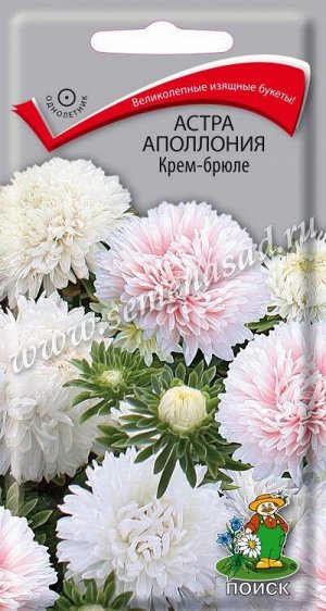 Астра (однолетняя) Аполлония Крем-брюле (ЦВ) ("1) 0,3гр