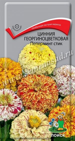Цинния георгиноцветковая Пеперминт стик (ЦВ) ("1) 0,4гр.