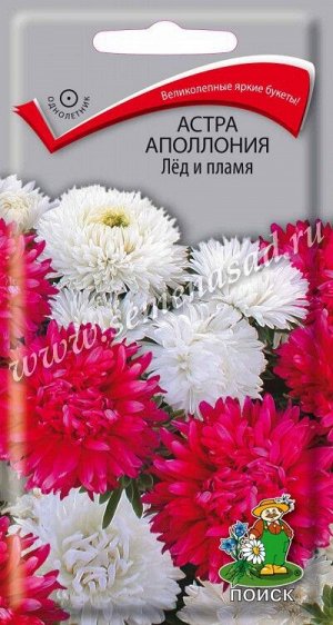 Астра (однолетняя) Аполлония Лёд и пламя (ЦВ) ("1) 0,3гр