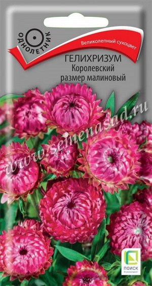 Гелихризум Королевский размер малиновый (ЦВ) ("1) 0,1гр.