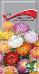 Гелихризум &quot;Махровый смесь окрасок&quot;