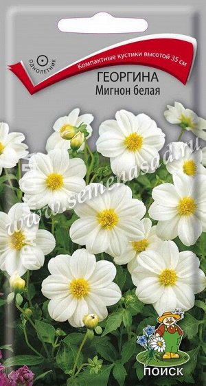 Георгина Мигнон белая (ЦВ) ("1) 0,2гр.