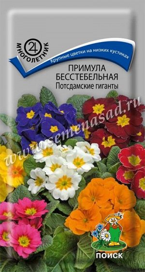 Примула бесстебельная Потсдамские гиганты (ЦВ) ("М) 0,05гр.