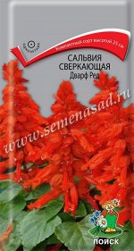 Сальвия сверкающая Дварф ред (ЦВ) (&quot;1) 0,1гр.