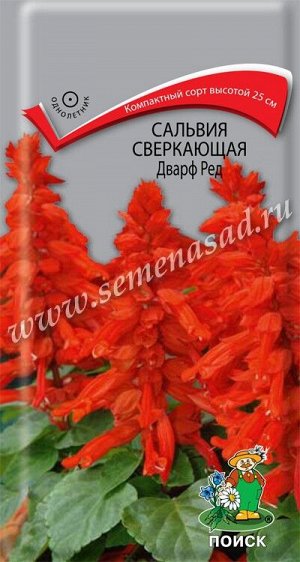 Сальвия сверкающая Дварф ред (ЦВ) ("1) 0,1гр.
