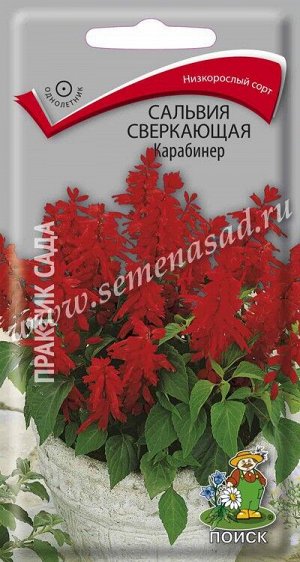 Сальвия сверкающая Карабинер (ЦВ) ("1) 0,1гр.
