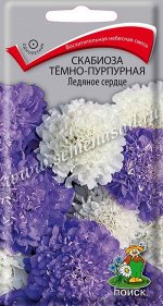 Скабиоза темно-пурпурная Ледяное сердце (ЦВ) (&quot;1) 10шт