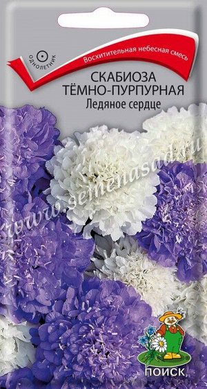 Скабиоза темно-пурпурная Ледяное сердце (ЦВ) ("1) 10шт