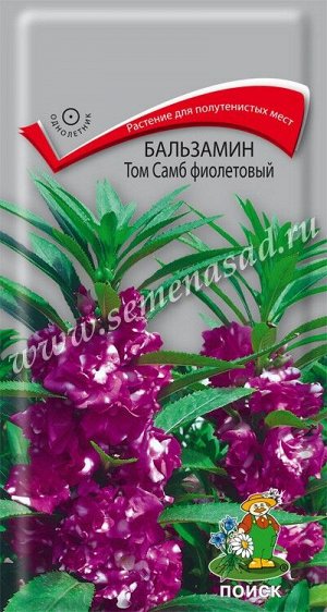 Бальзамин Том Самб фиолетовый ( ЦВ) ("1) 0,1гр.