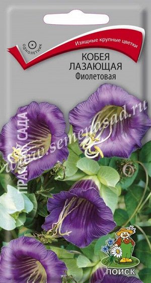 Кобея лазающая Фиолетовая (ЦВ ) ("1) 5шт.