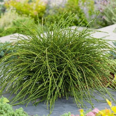 Предзаказ Colorline хвойные от 349 руб, предоплата 30%