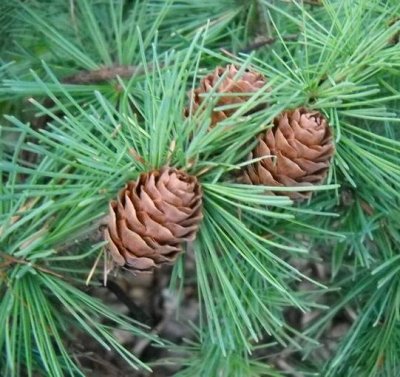 Предзаказ Colorline хвойные от 349 руб, предоплата 30%