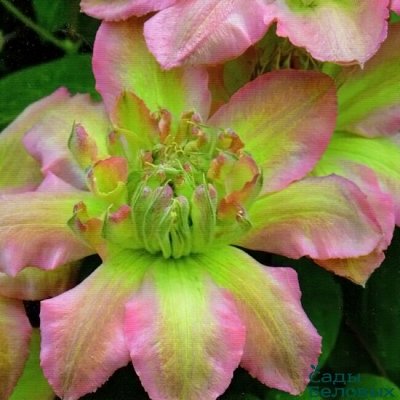 Плодовка и Декорат! Colorline 2026! Предоплата 30